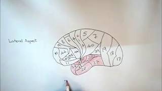 Neurophysiology Diagram How to draw Brodmann Areas in Cerebral Cortex Lateral Aspect [upl. by Neeham]