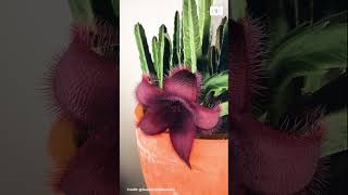 Stapelia opening timelapse  Gardening Australia gardeningaustralia [upl. by Arrotal]