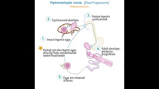 Hymenolepis Nana Dwarf Tapeworm  Life cycle Transmission Disease Symptoms Diagnosis Treatment [upl. by Euqinemod479]