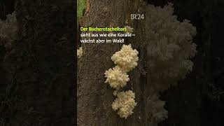 Sensationsfund Buchenstachelbart pilz wald shorts [upl. by Neala]