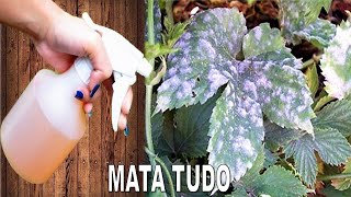 Mata Fungos Oídio e Mofo nas plantas Receita rápida sem gastar nada [upl. by Cleo820]