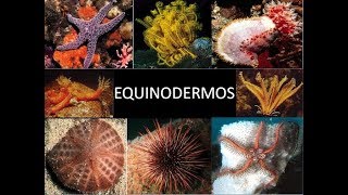 Tudo sobre Equinodermos Estrela do Mar  Guia Completo para Aquaristas [upl. by Yrrak]