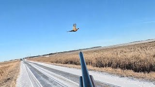 South Dakota Pheasant Hunting 01012024 [upl. by Slade]