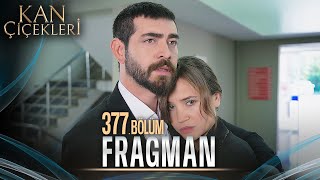 Kan Çiçekleri 377 Bölüm Tanıtımı [upl. by Ibloc]