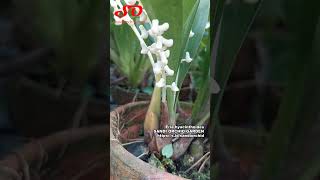 Eria hyacinthoides Anggrek Asli Indonesia [upl. by Storfer592]