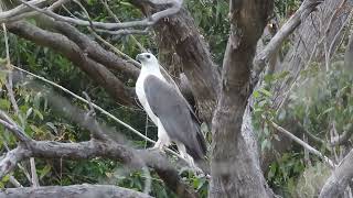 Whitebellied Sea Eagle  Haliaeetus leucogaster [upl. by Aziza7]