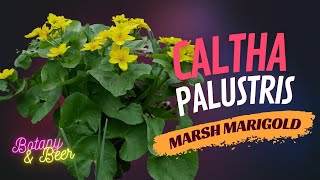 Plant Profile Caltha palustris Marsh Marigold [upl. by Kosaka829]