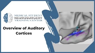 Overview of Auditory Cortices [upl. by Evot]