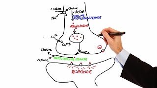 Pharmacology  CHOLINERGIC DRUGS MADE EASY [upl. by Ahsina482]