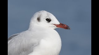 Gaviota Capucho Café Chroicocephalus maculipennis [upl. by Sato]