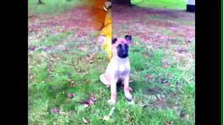 Malinois And bouledogue anglais [upl. by Gregorio]