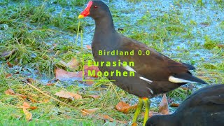 Common  Eurasian Moorhen Eating with Mallards  Scotland [upl. by Aisyram]