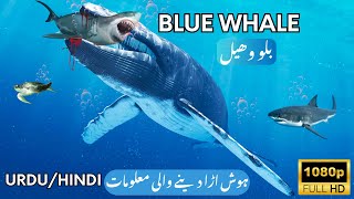 Blue whale  Ocean Giants amazing facts animals whale [upl. by Meek]