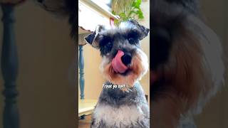 This Schnauzer knows how to treat himself minischnauzer treatyoself [upl. by Odin]