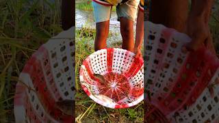 Fishing video fishing shorts short video [upl. by Irakuy]