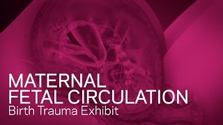 Maternal Fetal Circulation  Birth Trauma Animation [upl. by Ada]