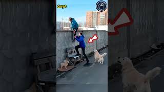 Mommy dog came to rescue of her puppies 😱🫡 shorts ytshorts respect [upl. by Fancy]