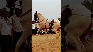 Horse amazing 🤩 nagin dance [upl. by Ellezig135]