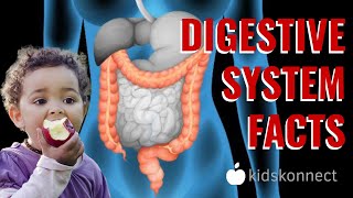 Digestive System Facts  Anatomy amp Digestion for Kids [upl. by Bradman]