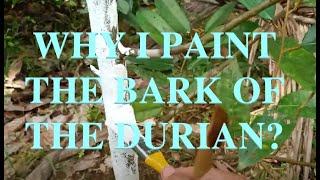 How to counter Patch Canker to Durian [upl. by Phyllida]