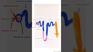 How to draw easy method nephron SHORTS [upl. by Standush]