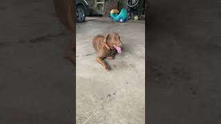 Chesapeake Bay Retriever [upl. by Jannelle]