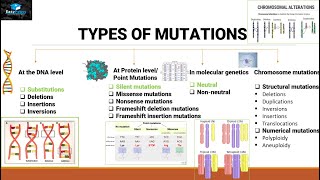 Mutations And Types Of Mutations [upl. by Derr558]