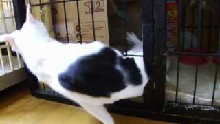 Cats escape from a cage  95 months old [upl. by Liliane]