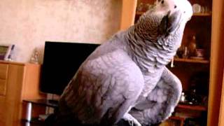 Я тебя укушу African grey parrot papagei żako Жако Кима [upl. by Meelas970]