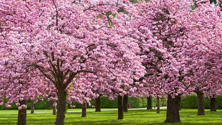 Stunning Cherry Blossom Trees in Birmingham 🌸  A Springtime Walk [upl. by Panaggio]