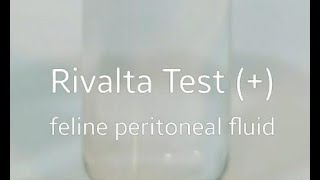 Rivalta test Feline peritoneal fluid 李凡他試驗 貓咪腹水 腹膜炎 FIP 2 [upl. by Kyre]