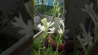 Rajnigandha ke phool tuberose gardening flowers plants garden plant [upl. by Atiniv]