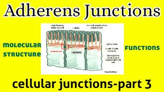 Molecular Structure amp Functions of Adherens Junctions  Cell Junction  AM Biologie Notes [upl. by Lleral]