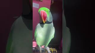 Cute parrot❤️ParrotLifestyle0 parrot life care love mithulife shorts lovebird [upl. by Nevets]