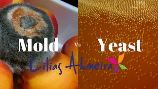 Mold vs Yeast [upl. by Neeloj]