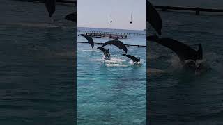 Oceanario Islas del Rosario Cartagena de Indias [upl. by Aubyn]