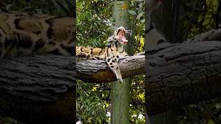 Formosan clouded leopard  tenduaa Ek Khatarnak Shikari leopard wildlife viralshorts [upl. by Bride412]