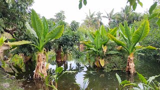 Marvellous Palmetum garden Santa Cruz Tenerife part II [upl. by Marbut]