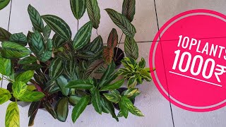 calathea combo plants available [upl. by Oiredised]