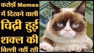 Memes और Social media की स्टार Grumpy Cat के बार में दिलचस्प बातें  The Lallantop [upl. by Fernald]