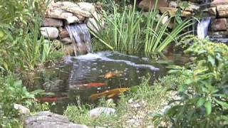 Ponds Watergardens amp Waterfalls Chapter 7 Plants Fish and Water Care [upl. by Assyram432]