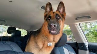 When brave dogs know they are going to the vet Funniest Dog Reaction [upl. by Jolee269]