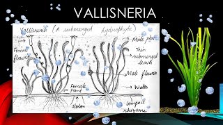 Vallisneria labelled diagram for class 12 biology Vallisneria  A submerged hydrophyte [upl. by Aneroc]