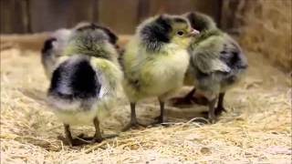 Silver Spangled Appenzeller Spitzhauben Chicks [upl. by Zedekiah]