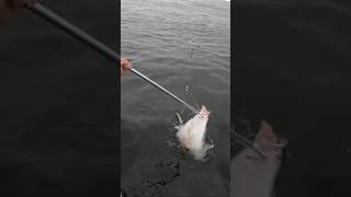 Gaffing a Huge Halibut halibut fishing oregon [upl. by Stilwell305]