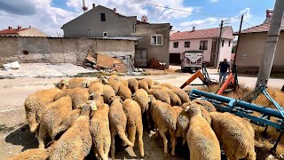 103 TANE KUZU ALDIK  HAYVAN PAZARI  KÖY İŞLERİ  koyun kuzu videoları kurbanlık koyun indirme [upl. by Dnomsaj]