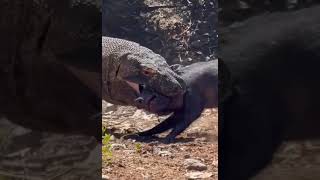 DRAGÃODEKOMODO ENGOLINDO PORCO VIVO [upl. by Nnylyram]