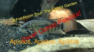 A FishRoom Tour The Cichlid Garden [upl. by Goldstein]