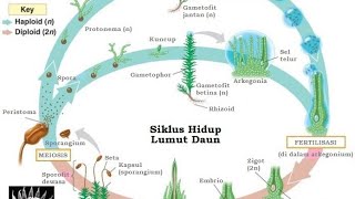 Metagenesis bryophytaMetagenesis Lumut DIJAMIN 8 MENIT PAHAM [upl. by Damara]