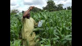 Tackling killer aflatoxins in African food crops [upl. by Eanej]